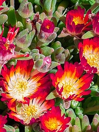 Jardins et climat
