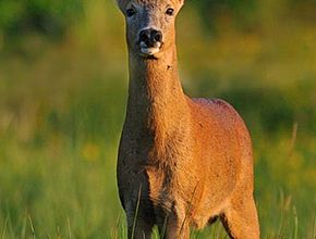 Agrandir l'image (fenêtre modale)