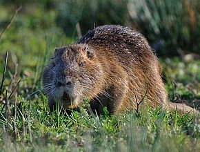 Ragondin - Agrandir l'image (fenêtre modale)