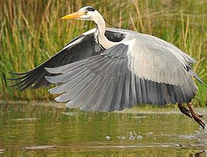 Agrandir l'image (fenêtre modale)