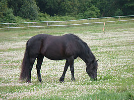 Agrandir l'image (fenêtre modale)